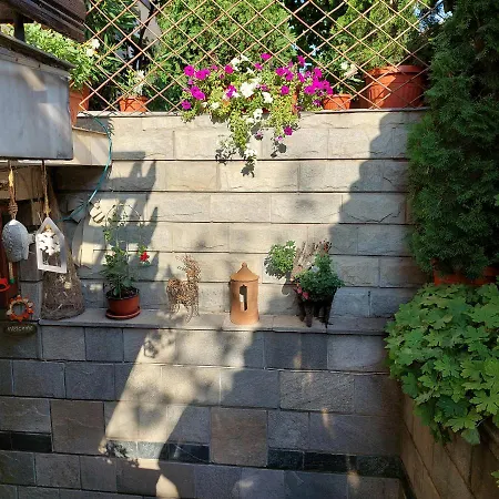 планински здравец